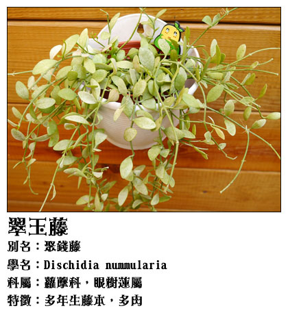 翠玉藤.jpg