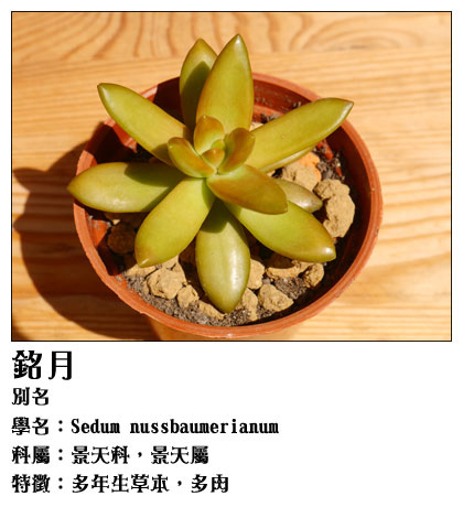 銘月.jpg