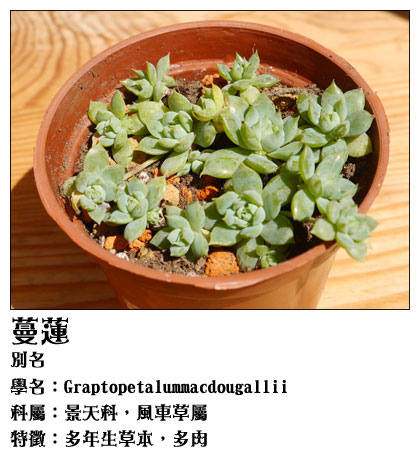 蔓蓮.jpg