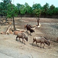 0110賽福瑞野生動物園之羚羊.jpg