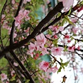 IMG_0032