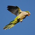 wild-parrot-safari2-722903.jpg