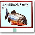 食人魚