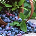 覆盆子Bilberry