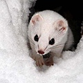 Ferret 06