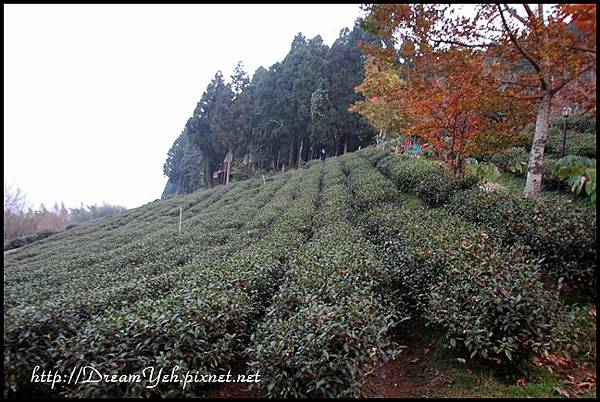 一大片茶園