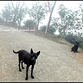 可愛的小黑狗一直跟著我們
