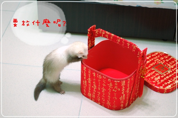 要放什麼呢? 要放什麼呢?