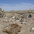 20050712癱倒在大地的動物殘屍