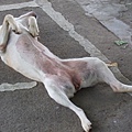 2009_0817June0186.JPG