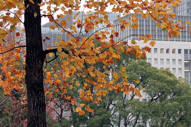 東京銀杏 日比谷公園 014.jpg