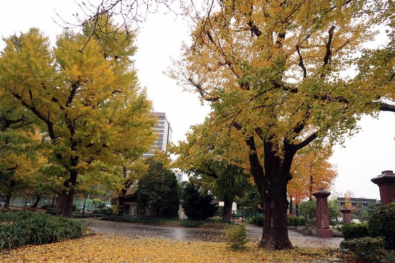 東京銀杏 日比谷公園 013.jpg 東京銀杏 日比谷公園 013.jpg