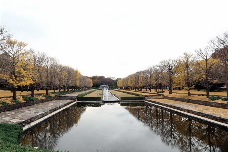 日本銀杏 國營昭和記念公園 008.jpg