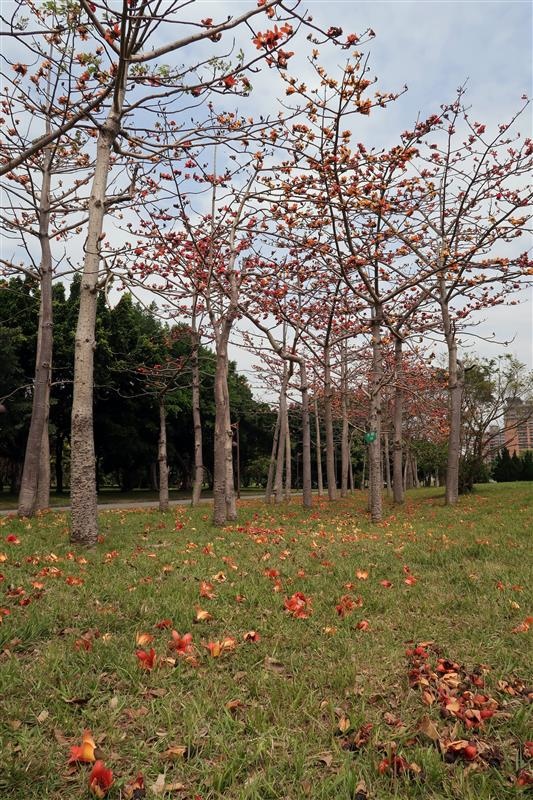 三峽 台北大學 櫻花 052.jpg