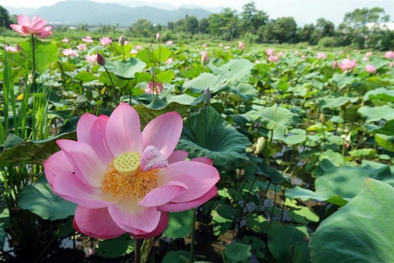 三峽 北大 荷花 019.jpg