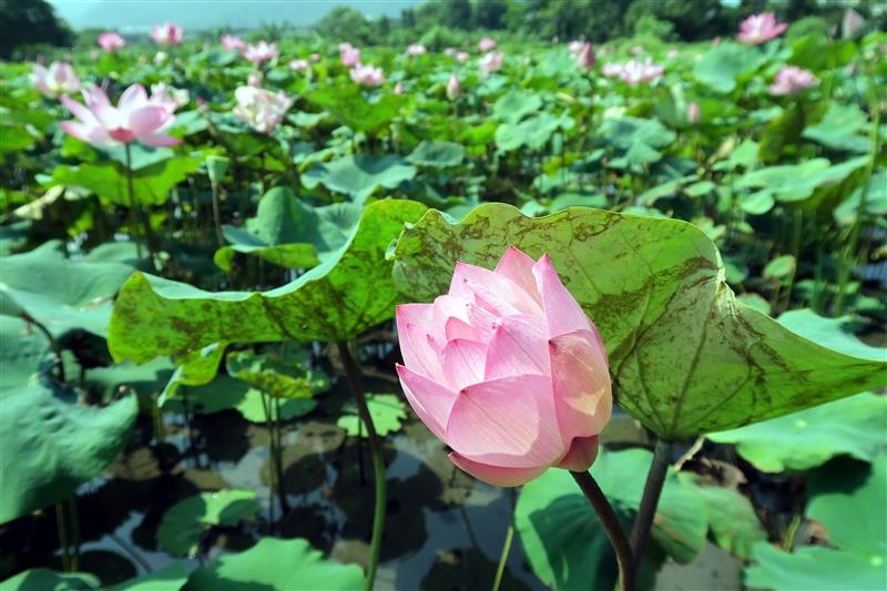 三峽 北大 荷花 020.jpg