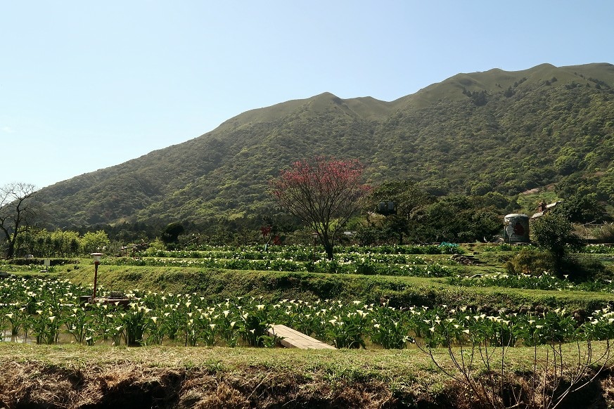 陽明山海芋季 2024 海芋節小饅頭 繡球花  005.jpg