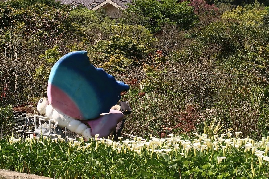 陽明山海芋季 2024 海芋節小饅頭 繡球花  017.jpg