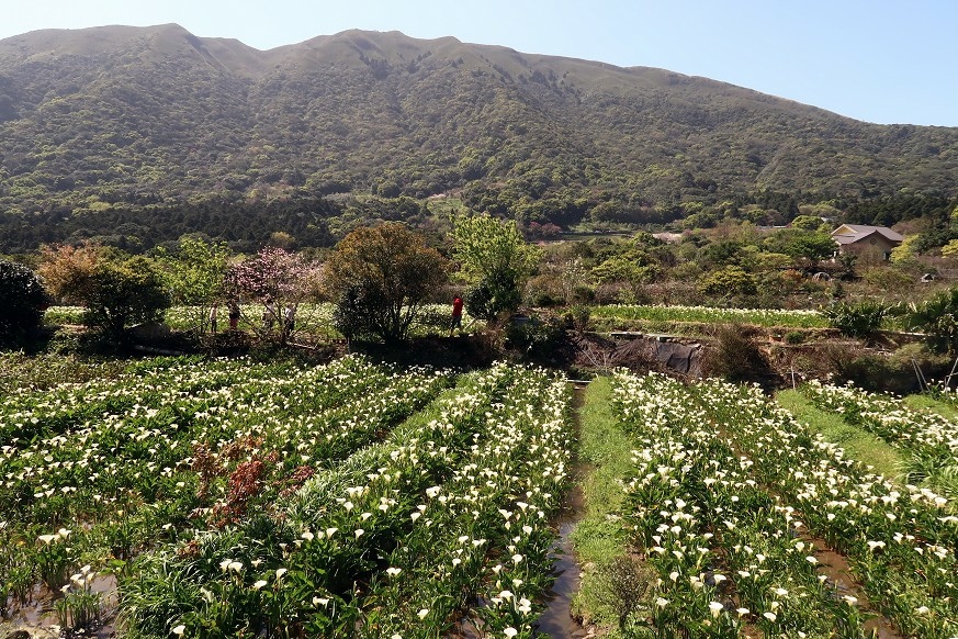 陽明山海芋季 2024 海芋節小饅頭 繡球花  018.jpg