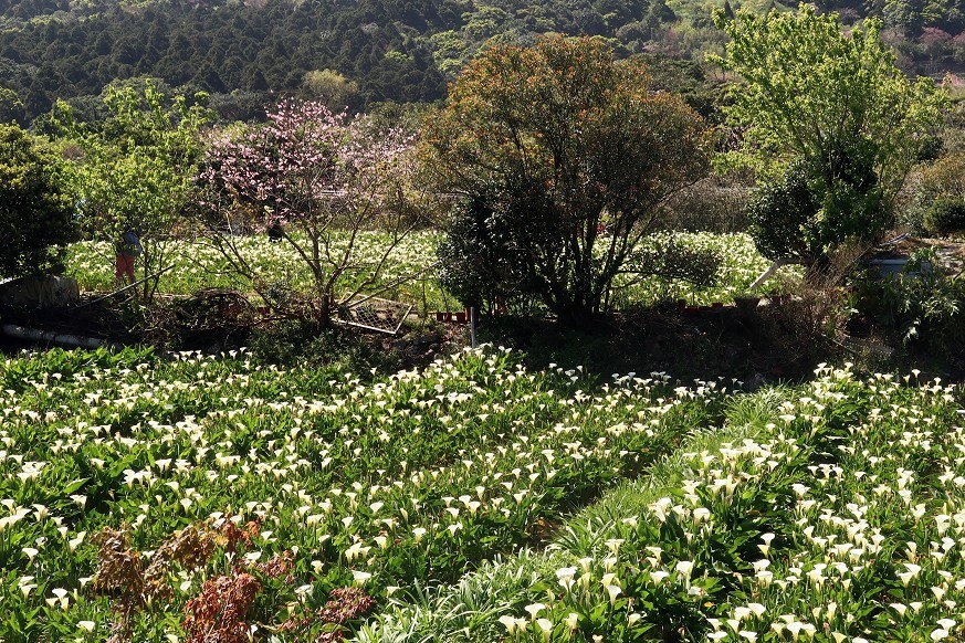 陽明山海芋季 2024 海芋節小饅頭 繡球花  020.jpg