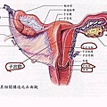 子宮結構圖