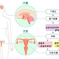 女性內分泌圖.jpg