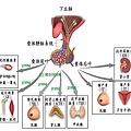 腦垂腺前葉正常分泌圖.jpg