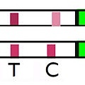 排卵試紙T大於C.jpg