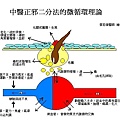 微循環理論圖.jpg