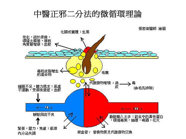 微循環理論圖.bmp