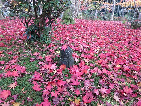 京都圓光寺的紅葉小地藏