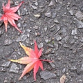 地上的楓葉