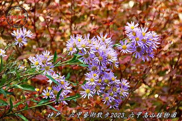 IMG_6522_1.jpg