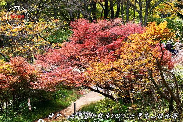 IMG_6528_1.jpg