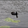 水鴨自在遊