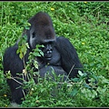 1y1m10d~Taipei Zoo‧金剛看起來好憂鬱