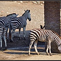 1y1m10d~Taipei Zoo‧斑馬