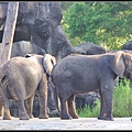 1y1m10d~Taipei Zoo‧非洲象