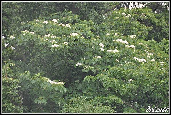 9m6d~又到了油桐花季