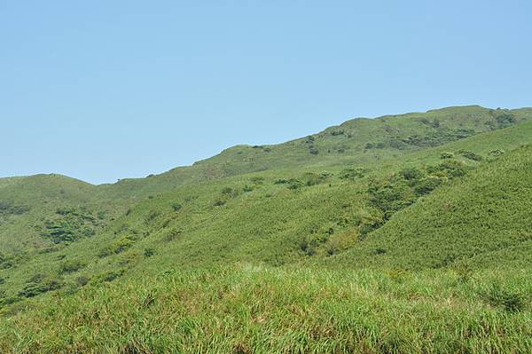 陽明山草原