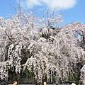 醍醐寺的櫻花滿開了