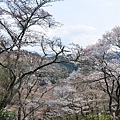 吉野山據說有超過三萬棵以上的櫻花樹