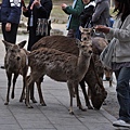 這是日本最大的公園