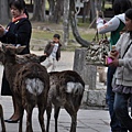 奈良梅花鹿公園