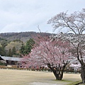 奈良公園東北邊的若草山