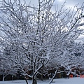 西雅圖雪景一系列