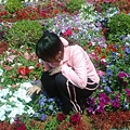 中山大學裡的花