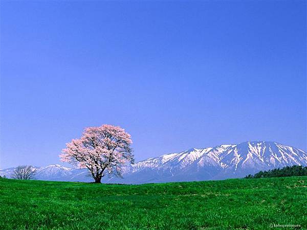 岩手縣的一本櫻花和岩手山.jpg