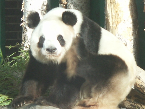 Panda in Berlin Zoo