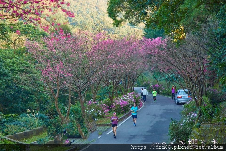 新北三芝櫻花季 三生步道賞櫻花 超美的 16 000棵粉霧海映河畔 交通 花季 附北部賞櫻熱點 瑪姬幸福過日子 瑪姬幸福過日子 新北三芝櫻花季 三生步道賞櫻花 超美的 16 000棵粉霧海映河畔 交通 花季 附北部賞櫻熱點 瑪姬幸福過日子 瑪姬幸福過日子
